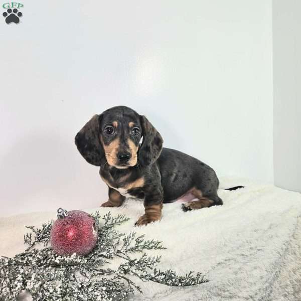 Ralph, Dachshund Puppy